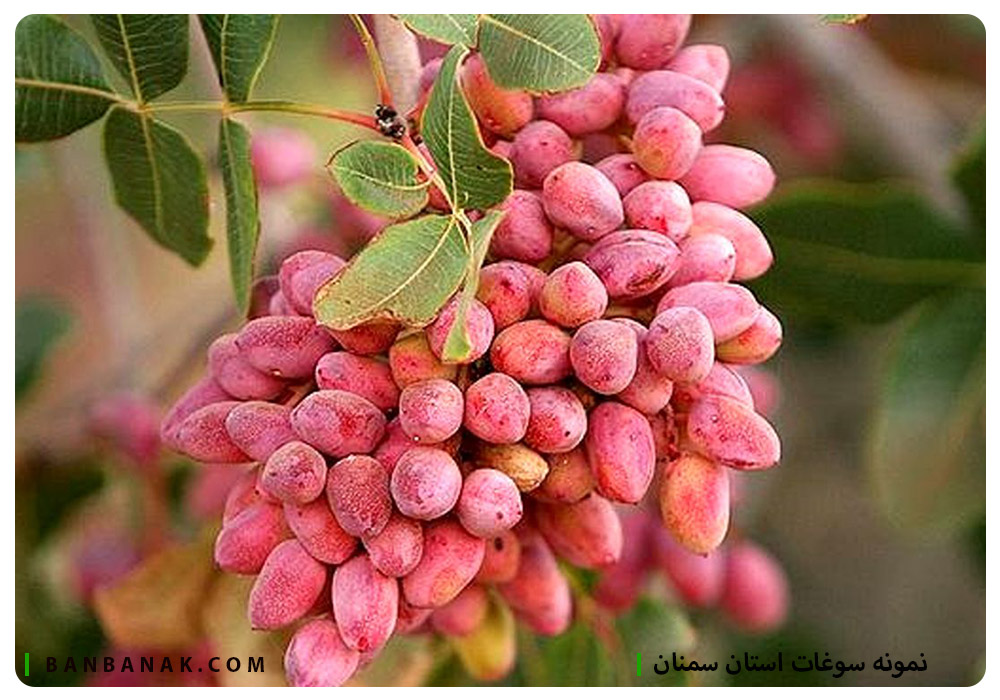 سوغات استان سمنان