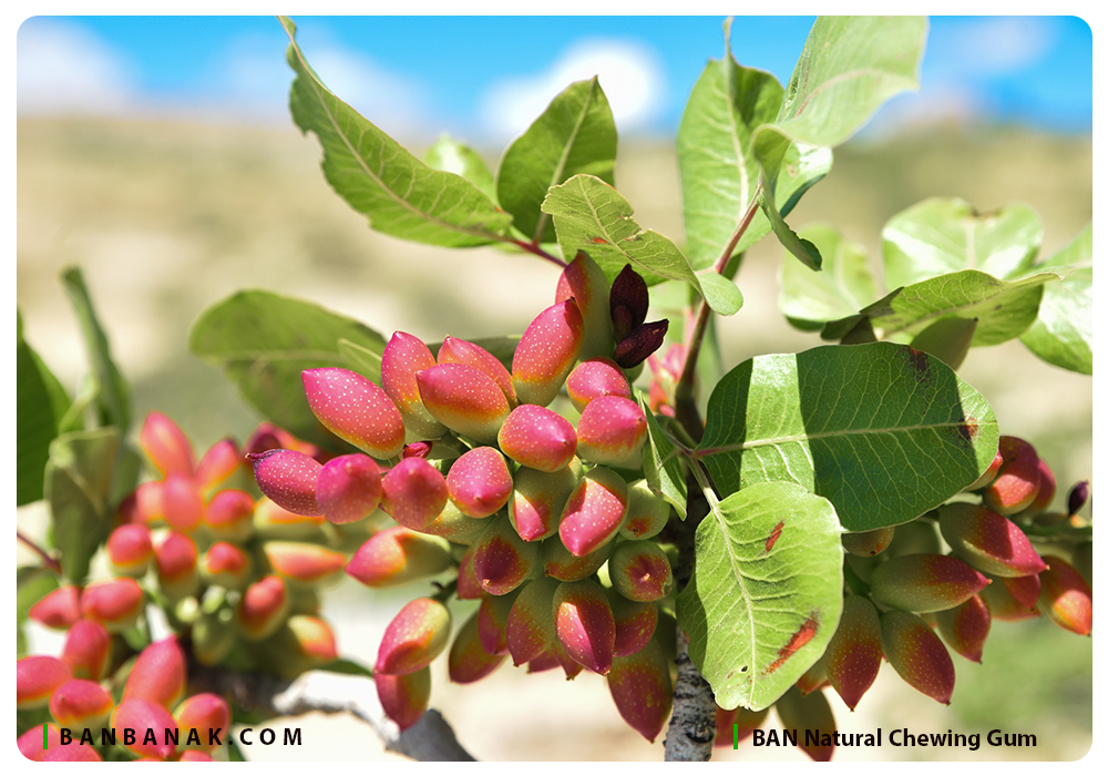 پسته خوراکی (Pistacia Vera)