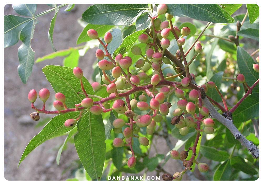 پسته کوهی (بنه)